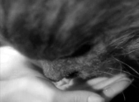 La Bête boit aux mains de la Belle